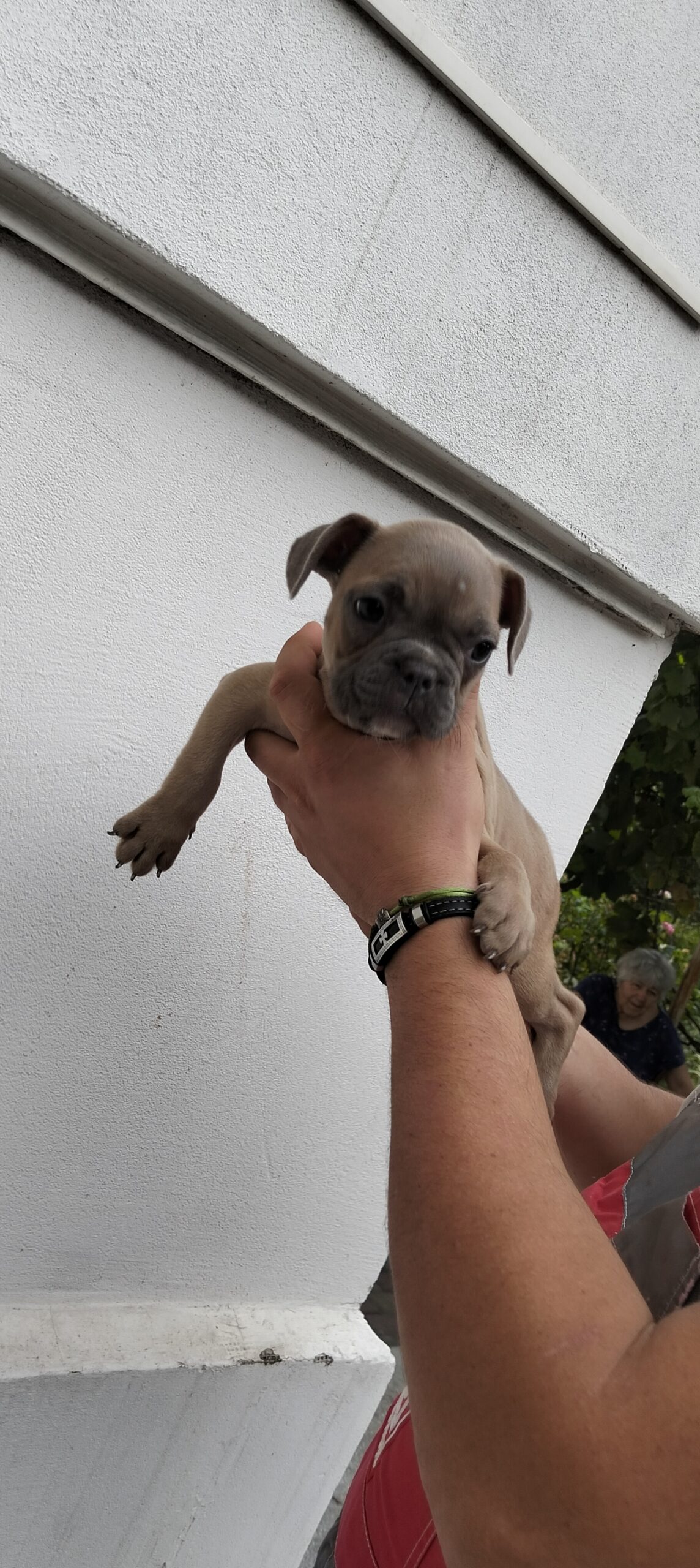 Щенки французского бульдога