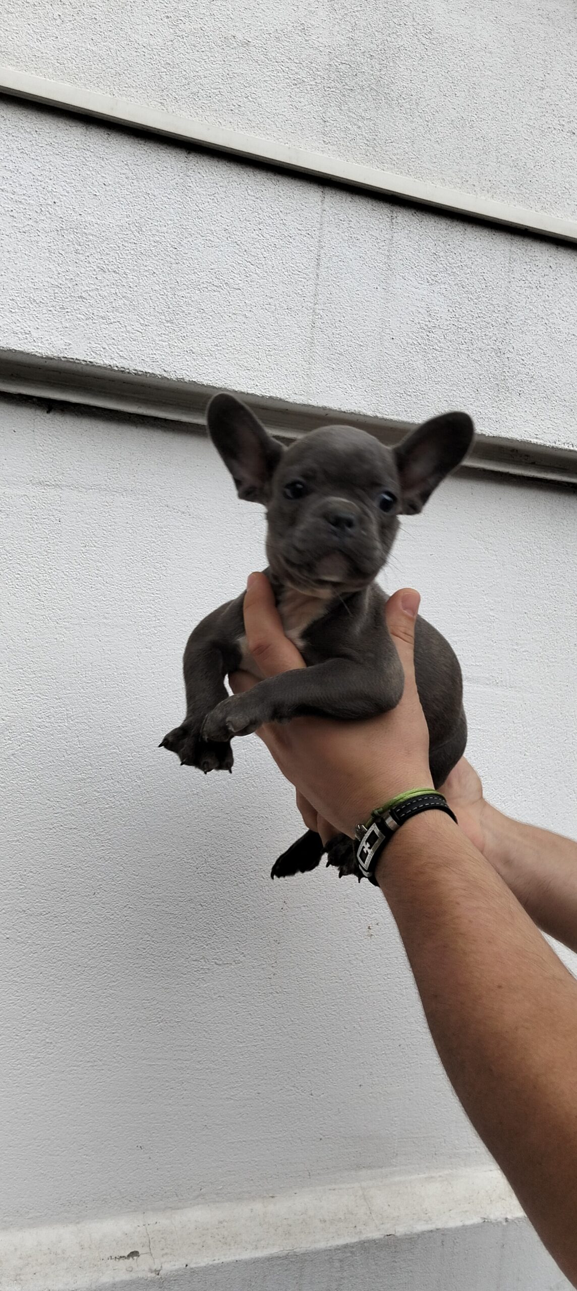 Щенки французского бульдога