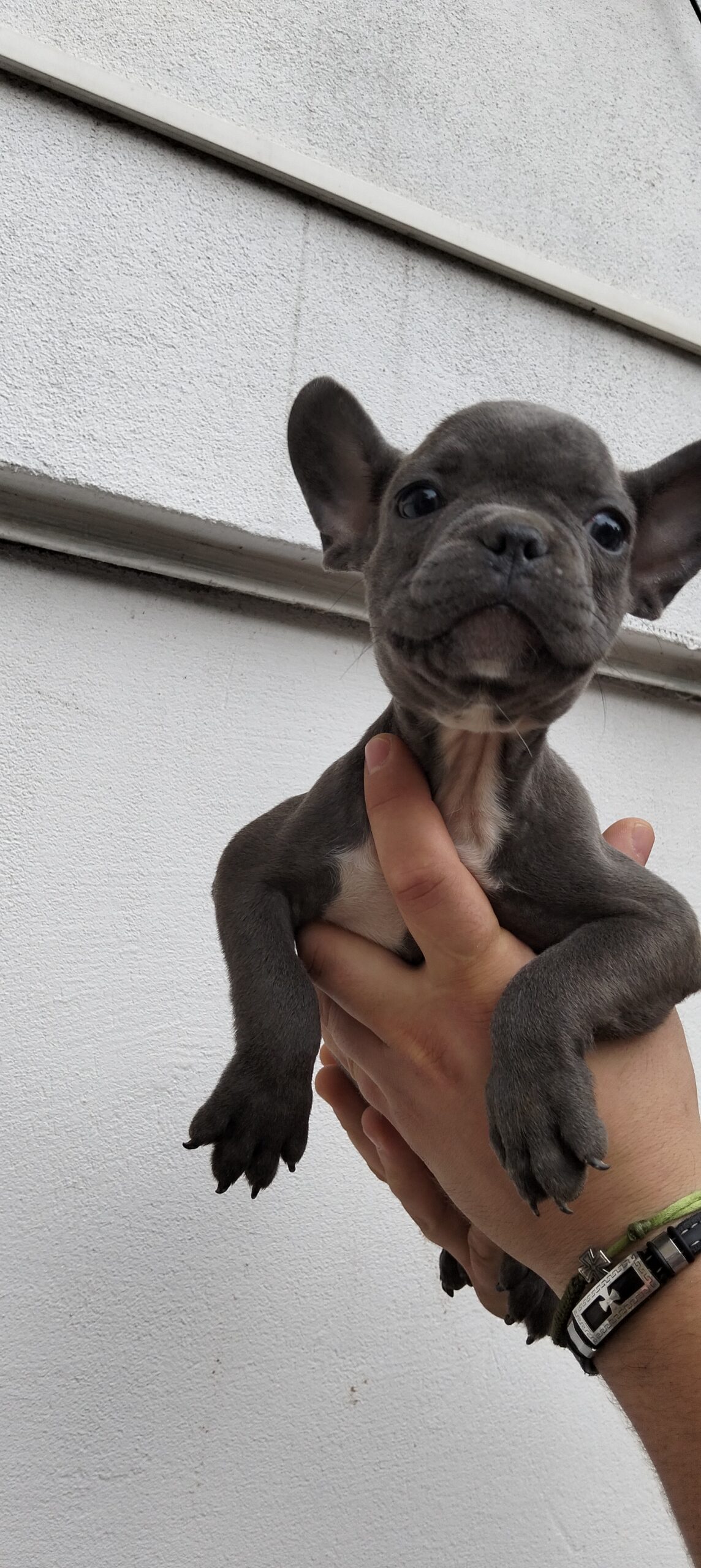 Щенки французского бульдога