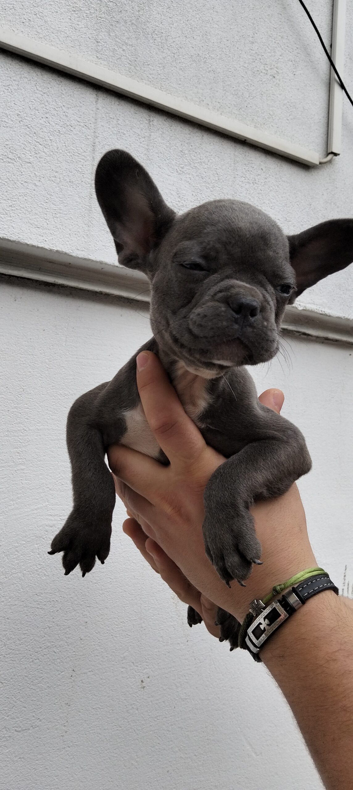 Щенки французского бульдога