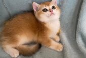 К продаже котята породы Golden Chinchilla
