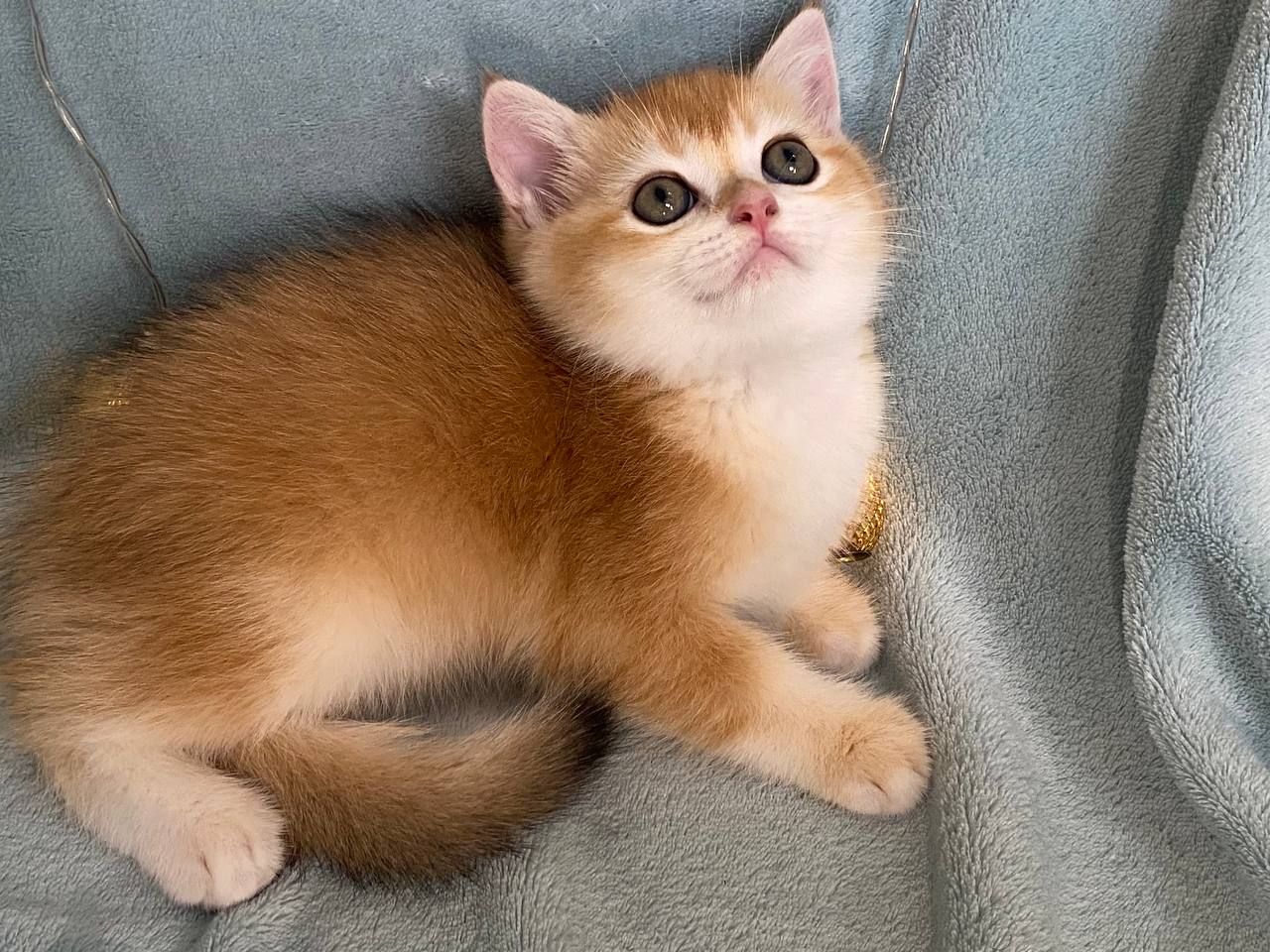 К продаже котята породы Golden Chinchilla