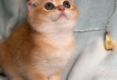 К продаже котята породы Golden Chinchilla