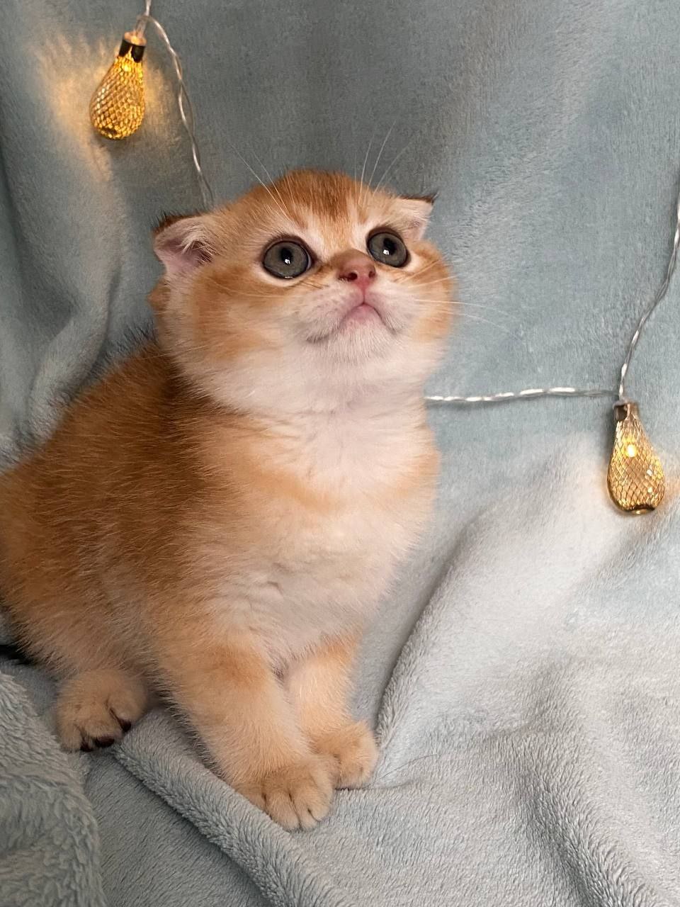 К продаже котята породы Golden Chinchilla