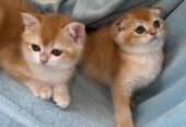 К продаже котята породы Golden Chinchilla