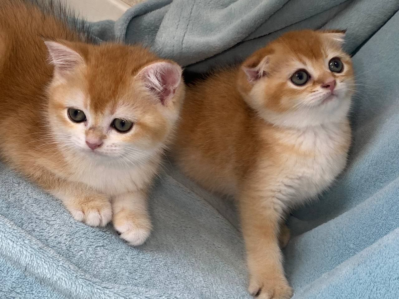 К продаже котята породы Golden Chinchilla