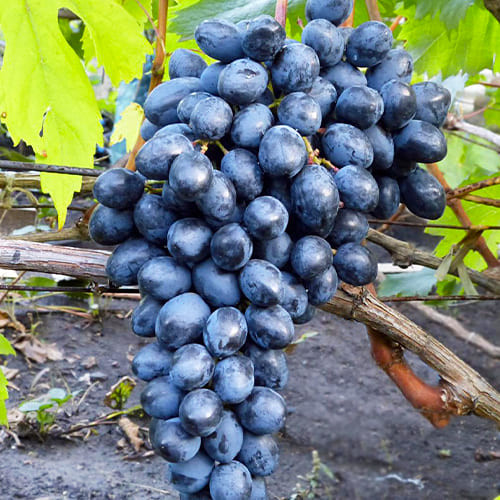 Продам виноград молдова 15 леи kg