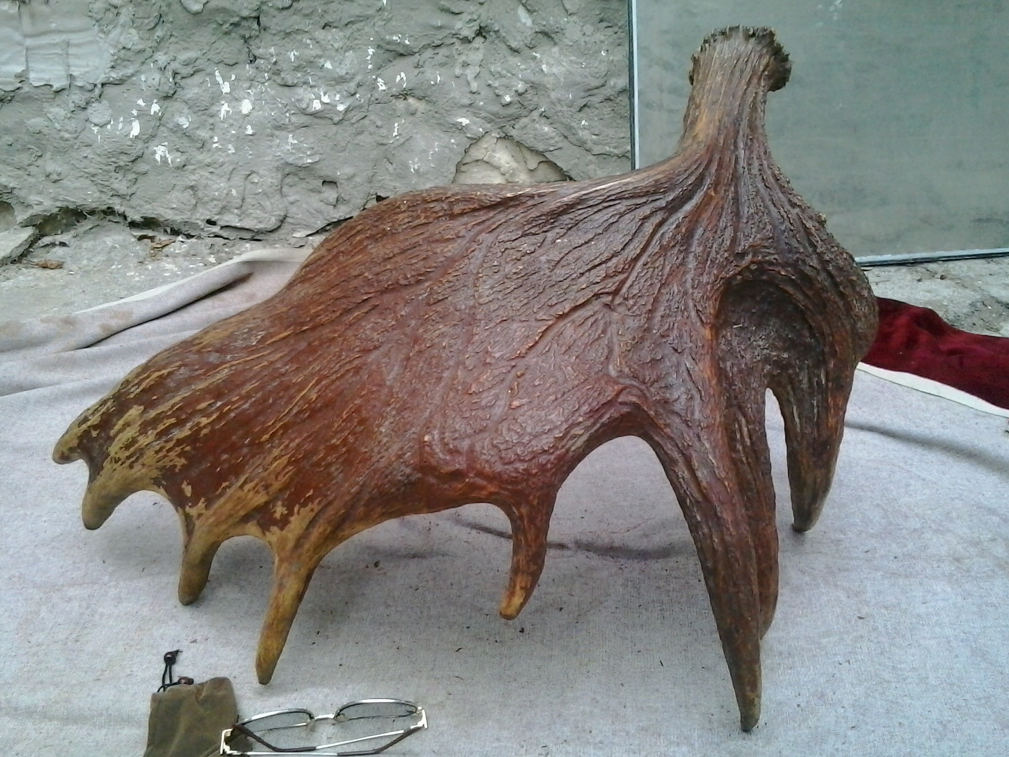 Рог лося большой.