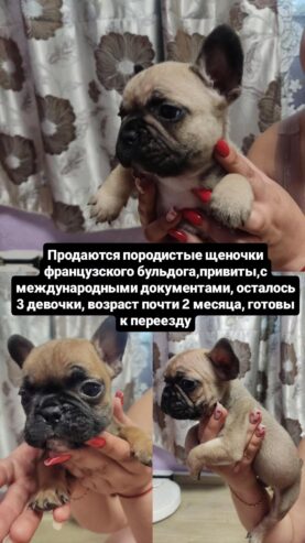 Продаются породистые щеночки французского бульдога