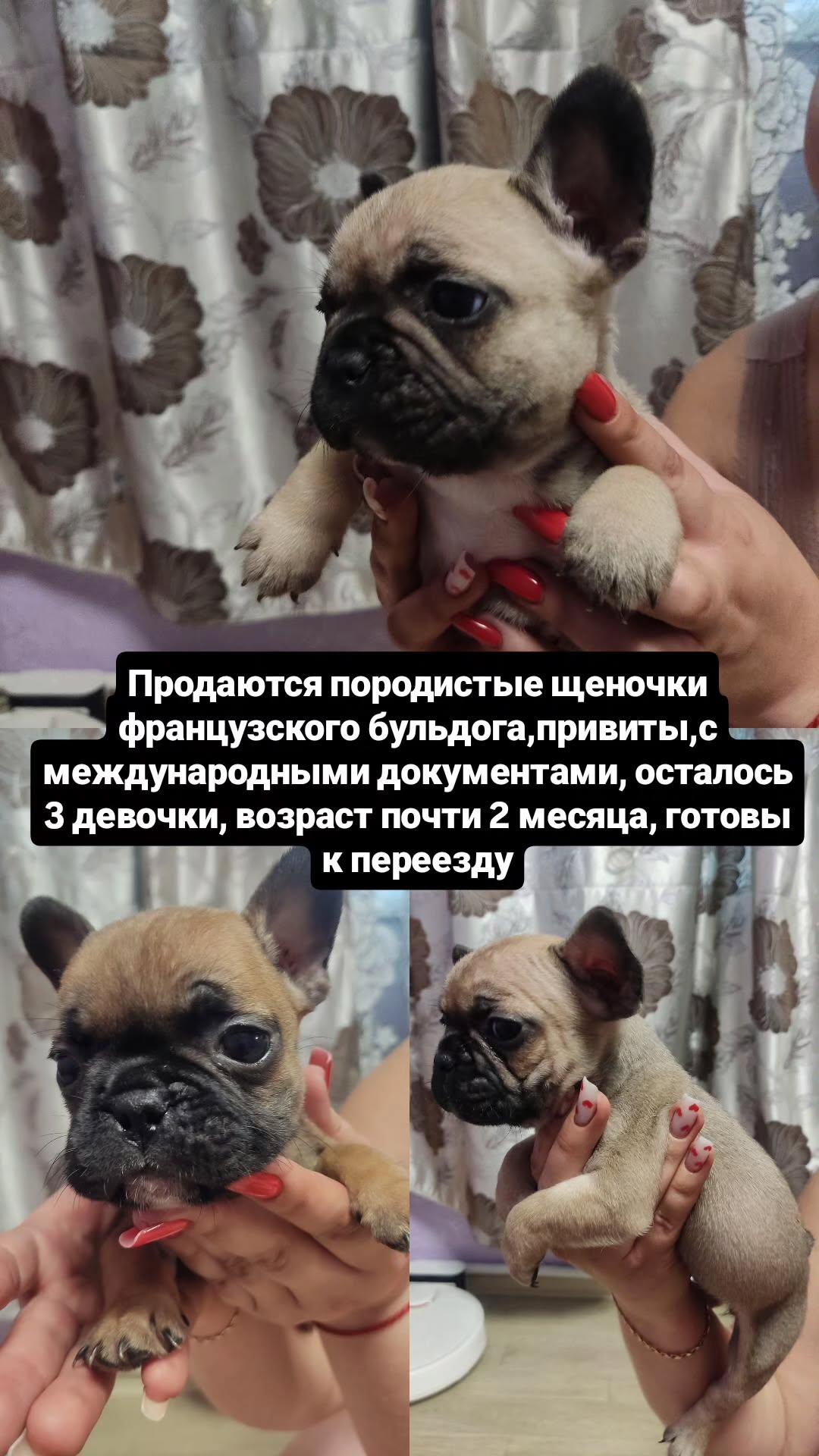 Продаются породистые щеночки французского бульдога