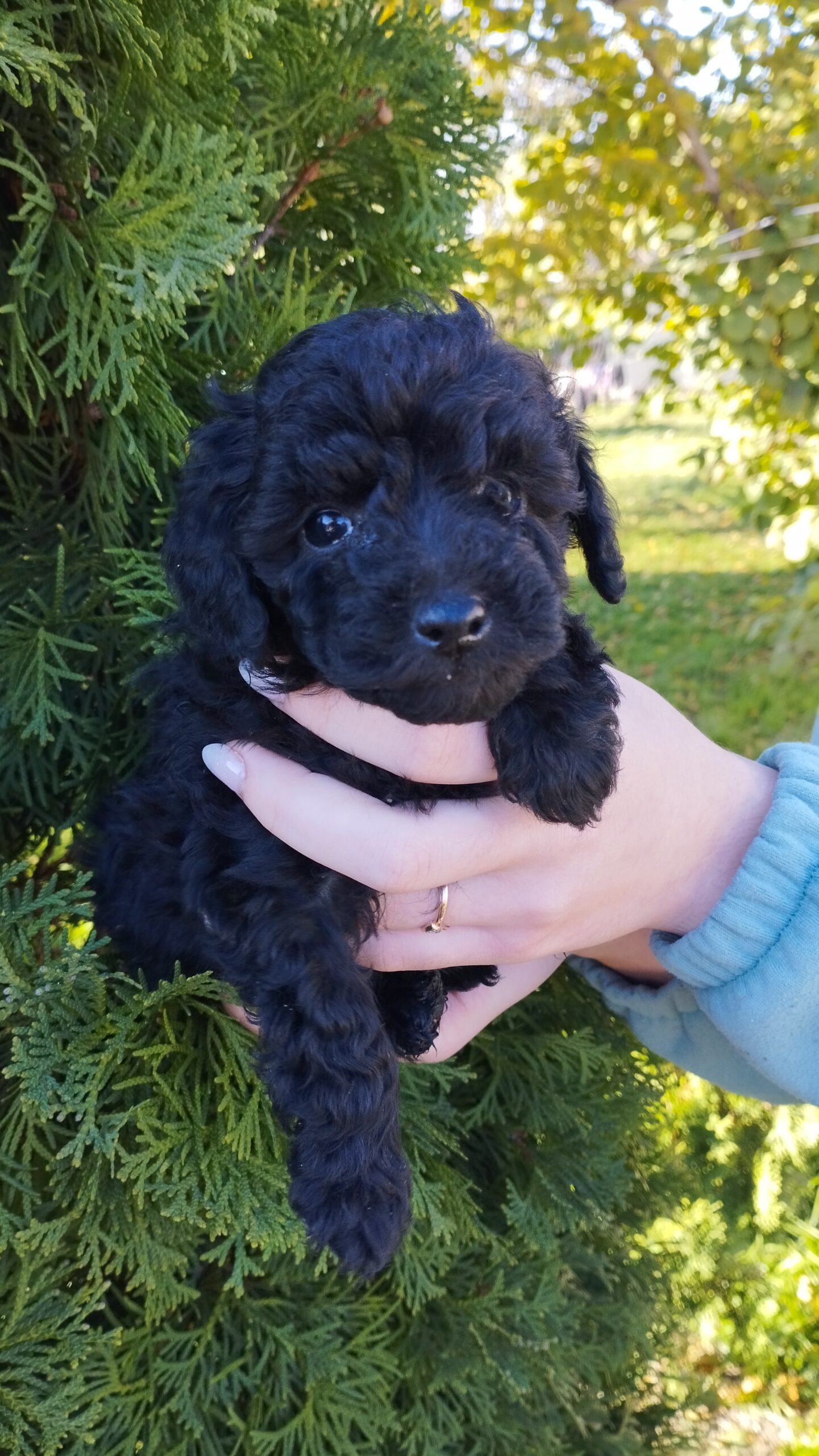 В продаже щенки Той Пуделя