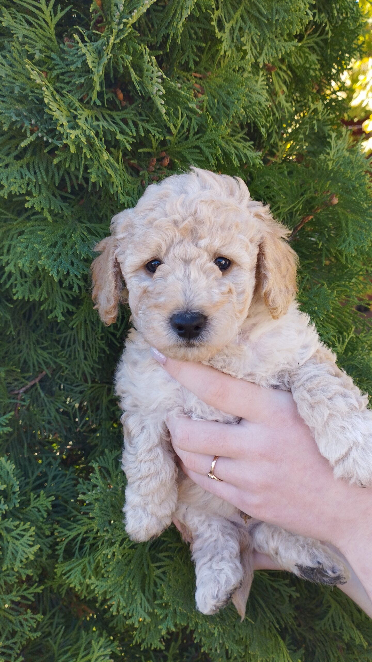 В продаже щенки Той Пуделя