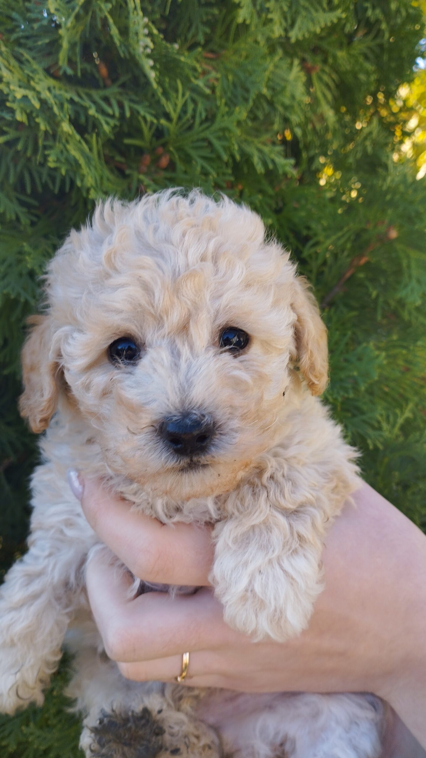 В продаже щенки Той Пуделя