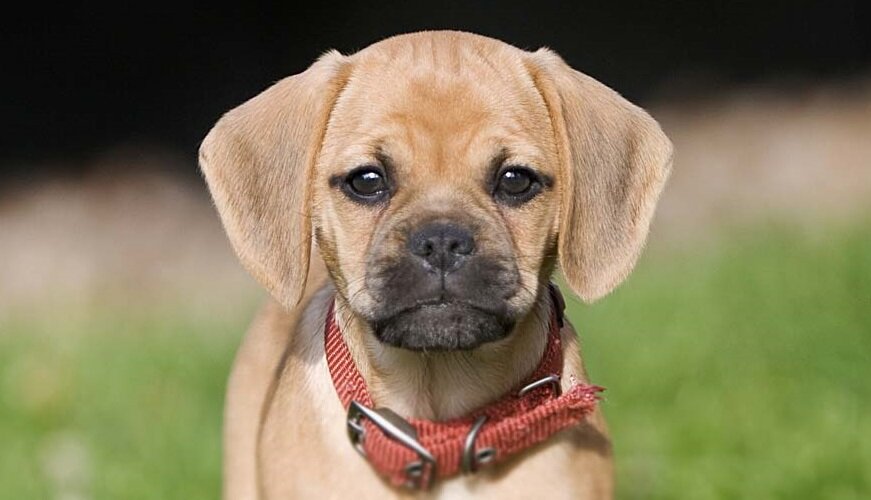 Щенки Пагальера.