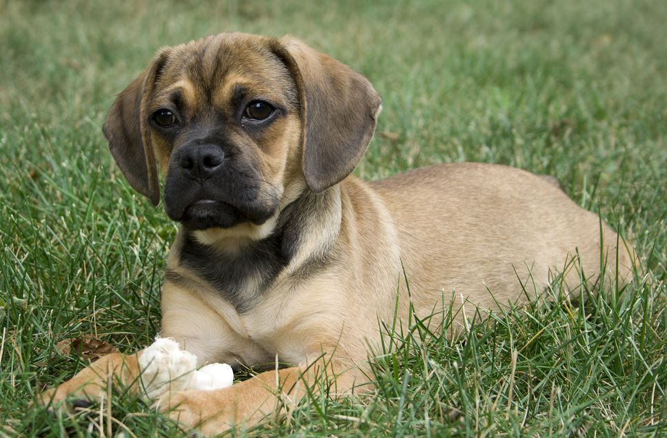Щенки Пагальера.