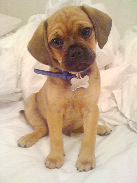 Щенки Пагальера.