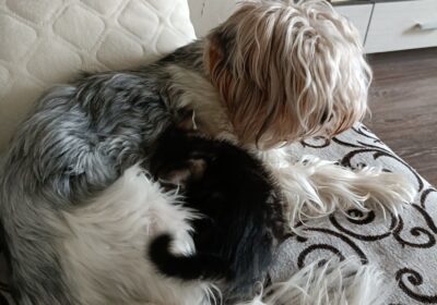 83849644-a3b1-4b51-b652-ae0a2740817b