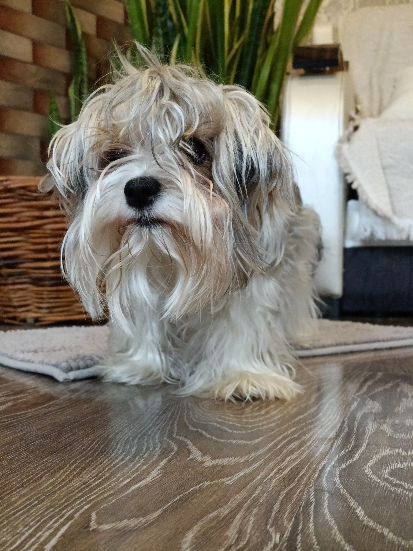 Бивер-терьер