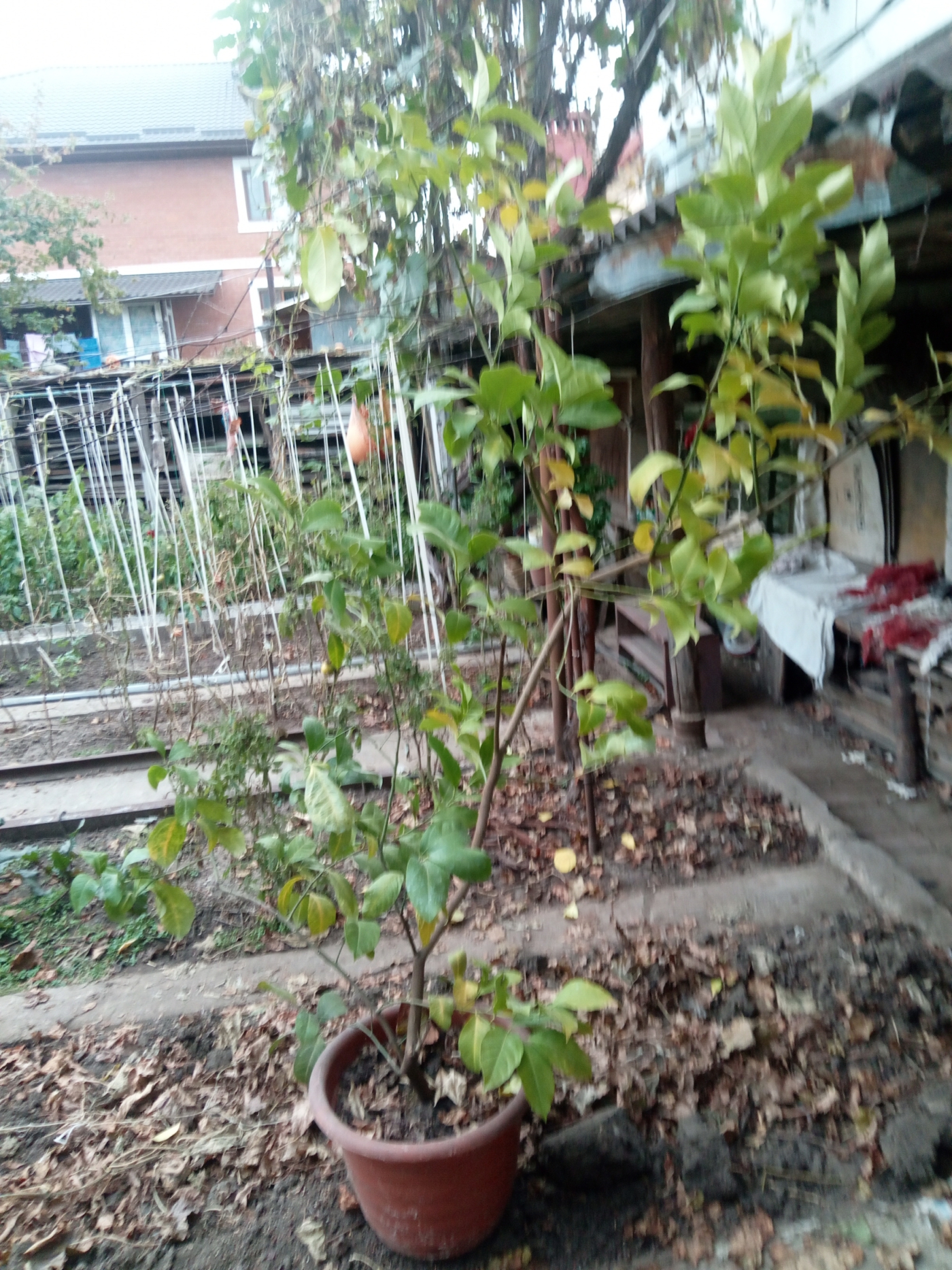 Лимонное дерево