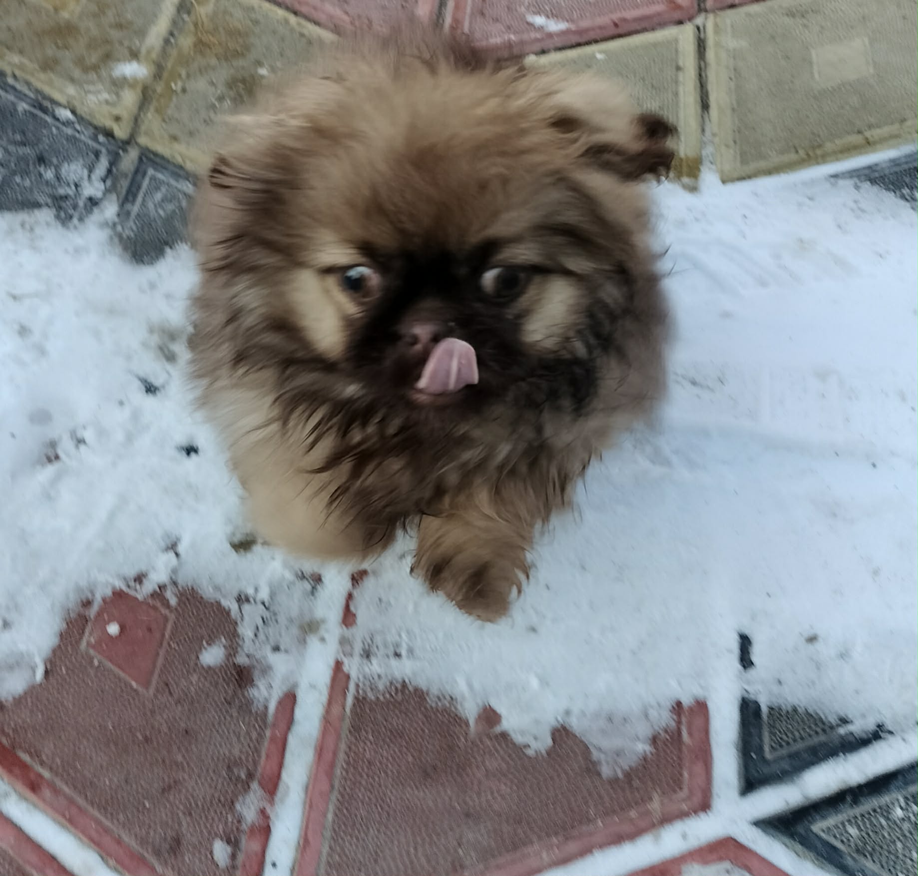 Vind Pikinez fetiță