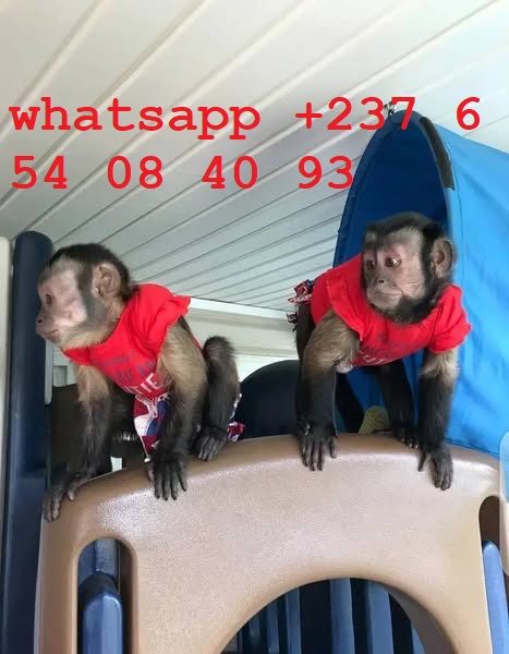 Mamimuțe capucin pui de calitate superioară