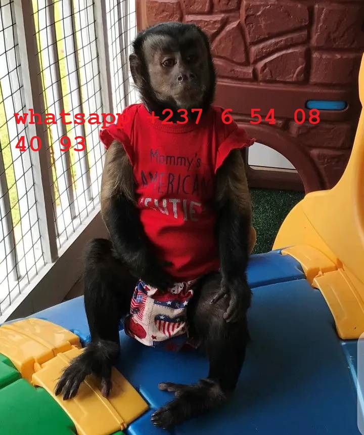 Mamimuțe capucin pui de calitate superioară