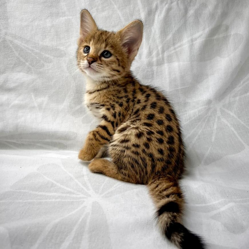 Pisicuțe Savannah F1 și F2 disponibile