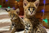 Pisicuțe Savannah F1 și F2 disponibile