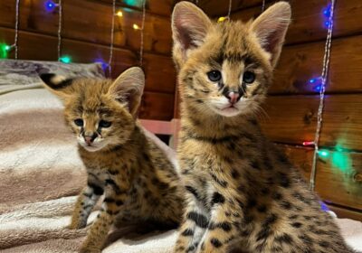 WhatsApp-Image-2025-09-15-at-00.42.00_ee408d4c