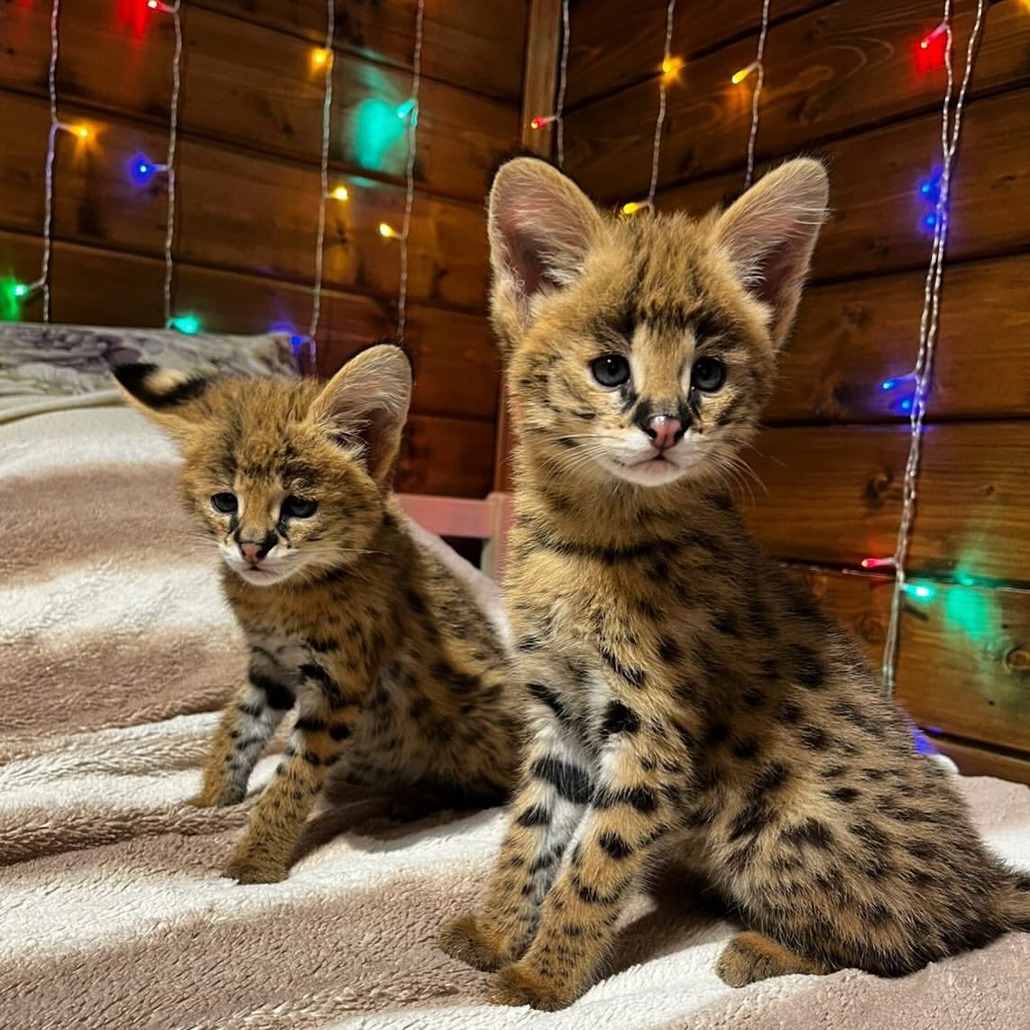 Pisicuțe Savannah F1 și F2 disponibile