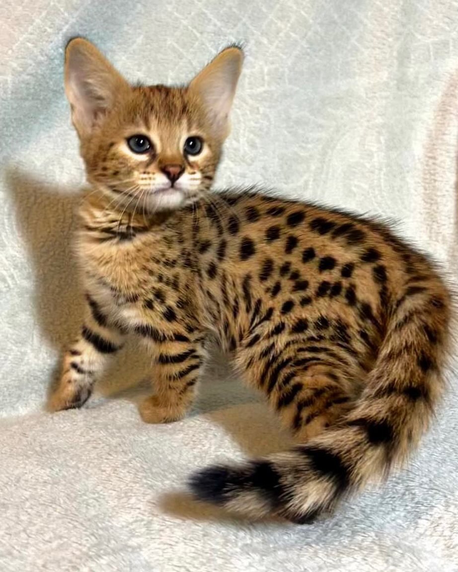 Pisicuțe Savannah F1 și F2 disponibile