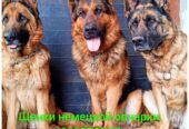 Щенки Немецкой овчарки