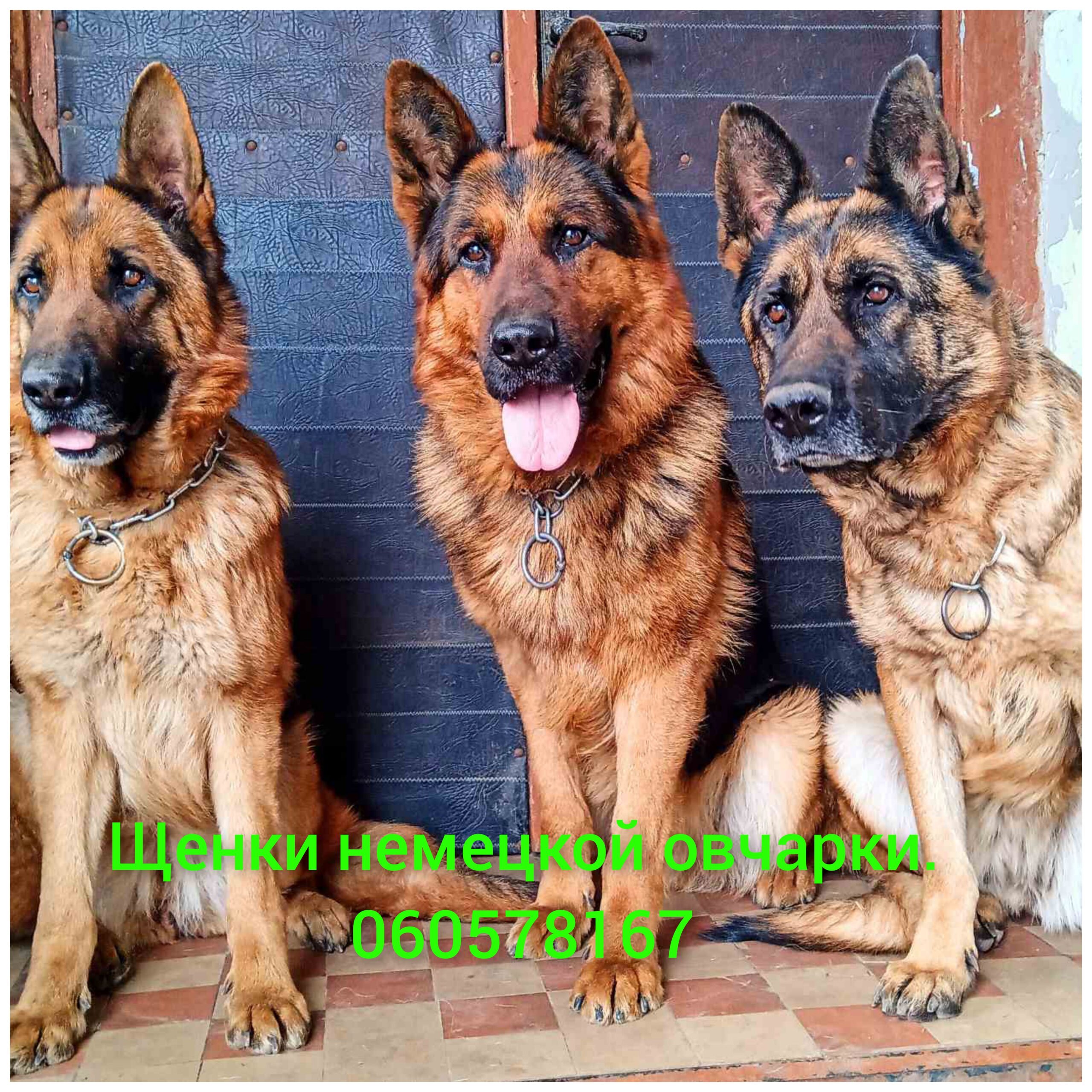 Щенки Немецкой овчарки