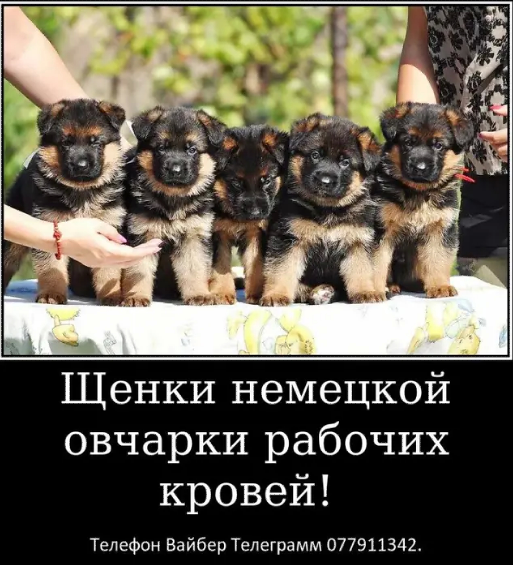 Наши немчурашки уже готовы перейти в ваш дом