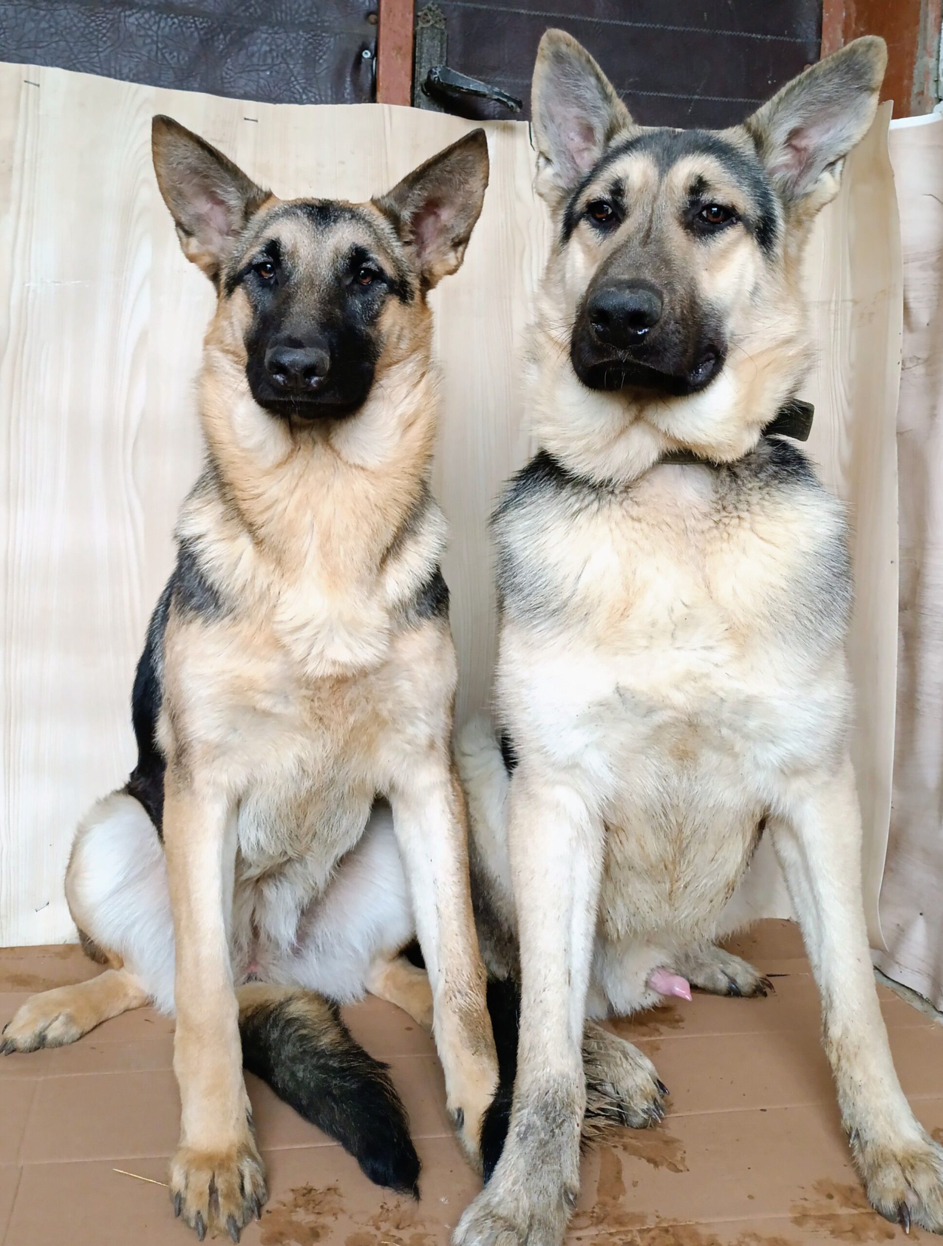 Щенки Восточно-европейской овчарки