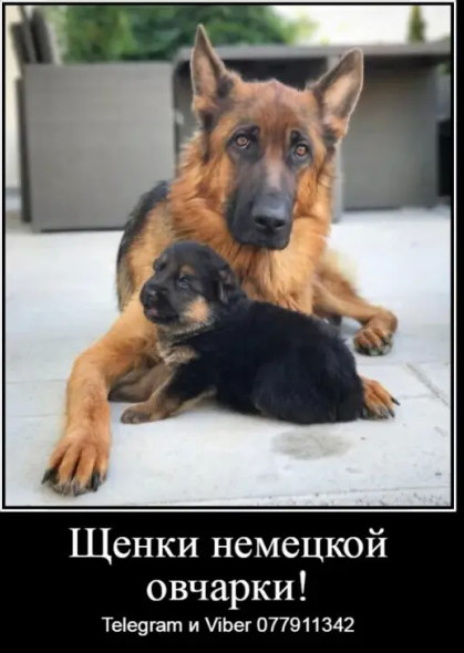 Наши немчурашки уже готовы перейти в ваш дом