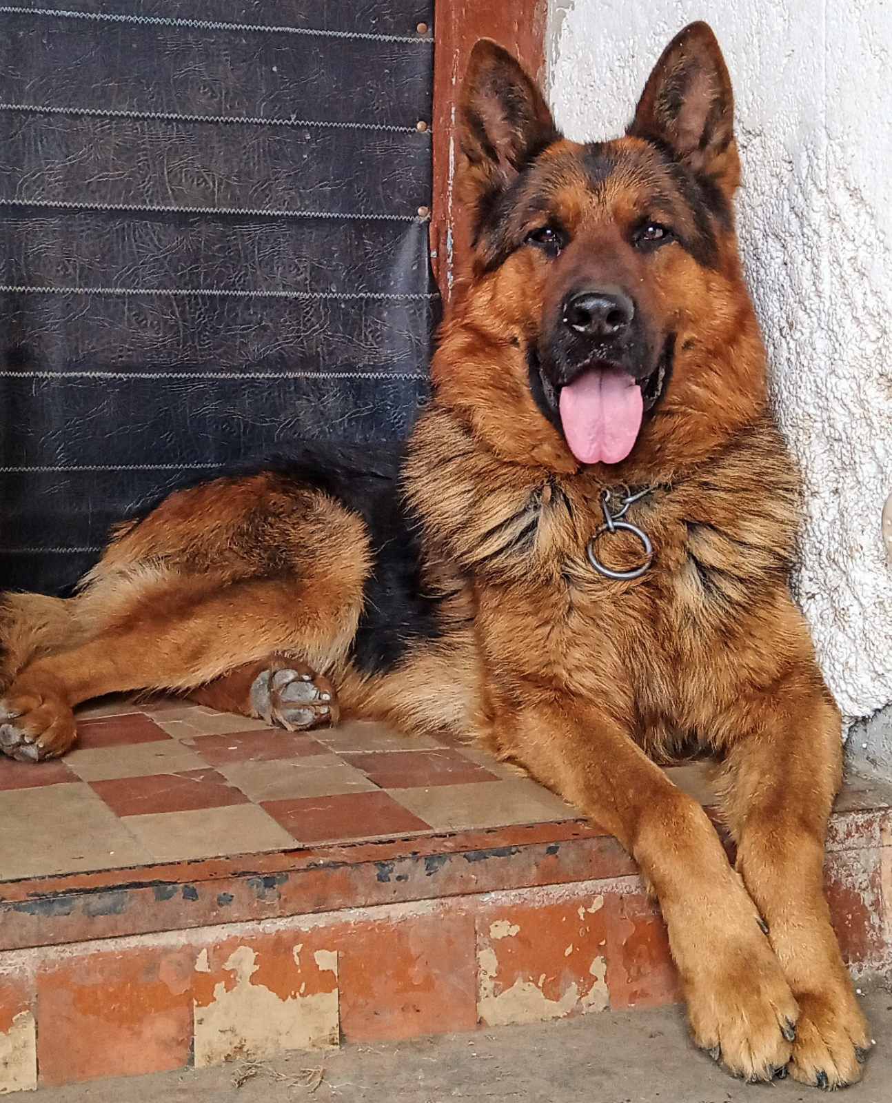 Щенки Немецкой овчарки