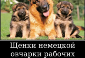 Наши немчурашки уже готовы перейти в ваш дом