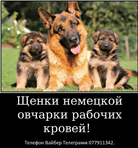 Наши немчурашки уже готовы перейти в ваш дом