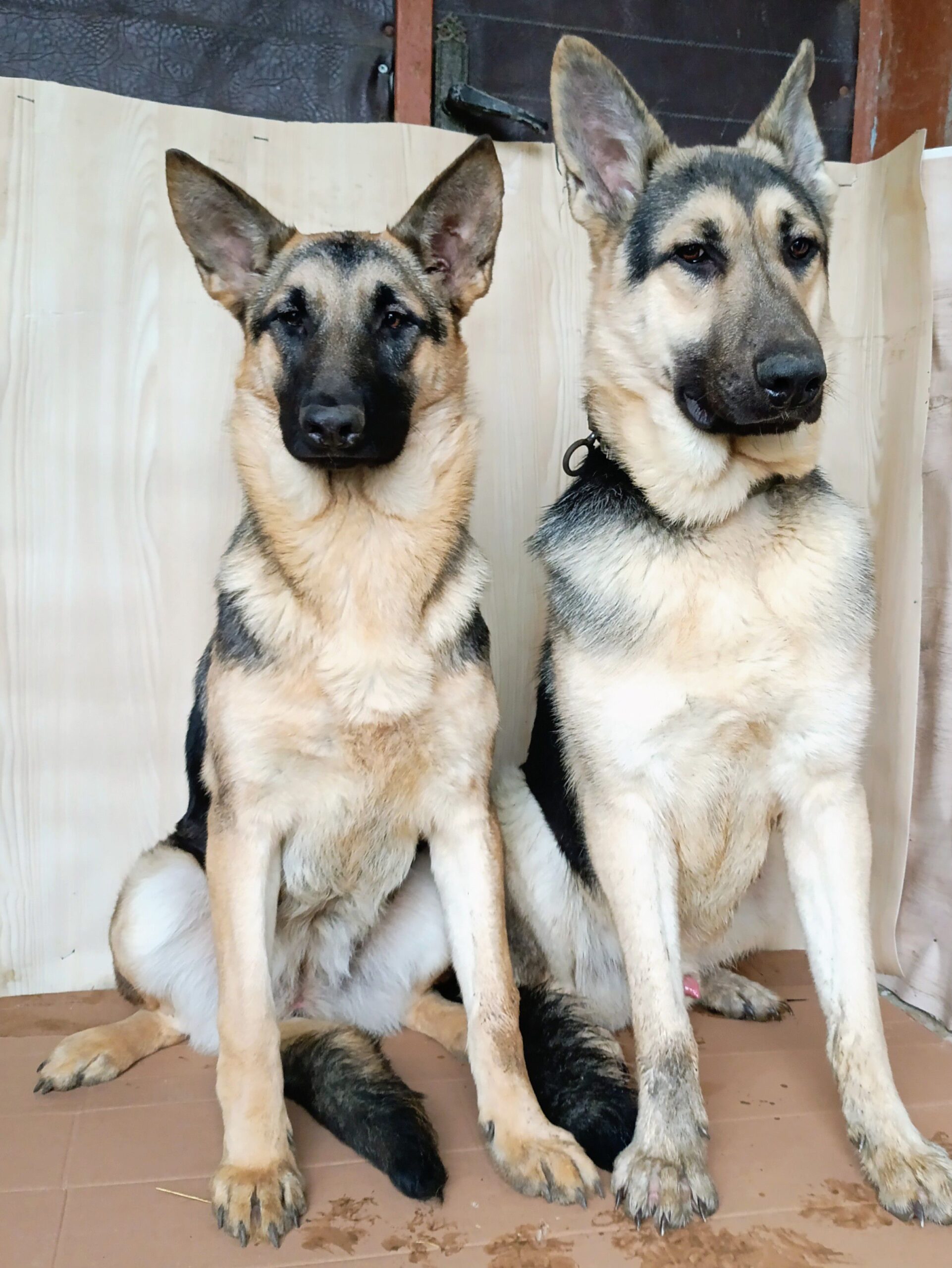 Щенки Восточно-европейской овчарки