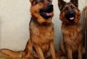 Щенки Немецкой овчарки