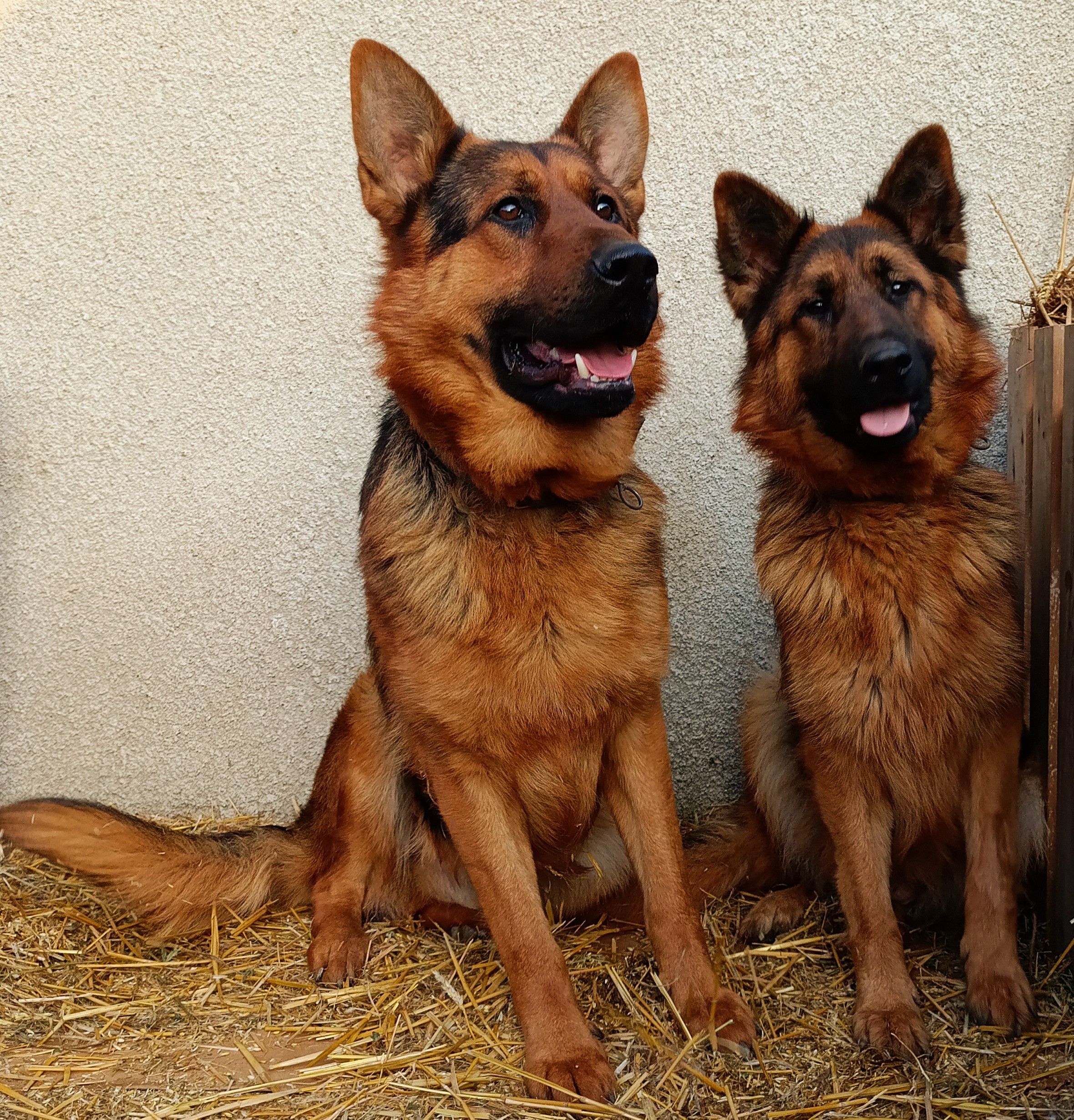 Щенки Немецкой овчарки