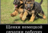 Наши немчурашки уже готовы перейти в ваш дом