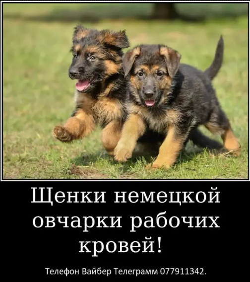 Наши немчурашки уже готовы перейти в ваш дом