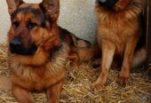 Щенки Немецкой овчарки