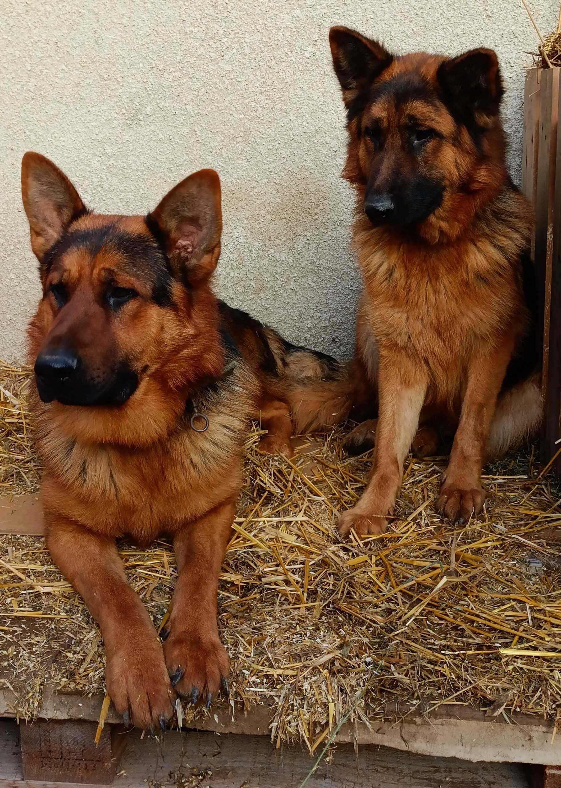 Щенки Немецкой овчарки