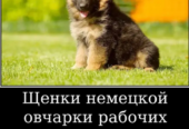 Наши немчурашки уже готовы перейти в ваш дом