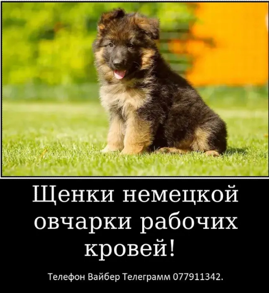 Наши немчурашки уже готовы перейти в ваш дом