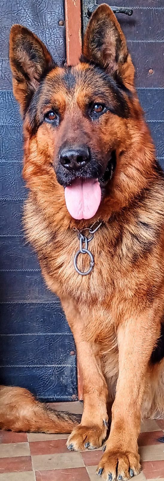 Щенки Немецкой овчарки