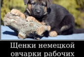 Наши немчурашки уже готовы перейти в ваш дом